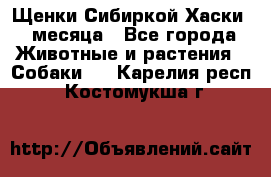 Щенки Сибиркой Хаски 2 месяца - Все города Животные и растения » Собаки   . Карелия респ.,Костомукша г.